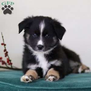 Hummer, Miniature Australian Shepherd Puppy
